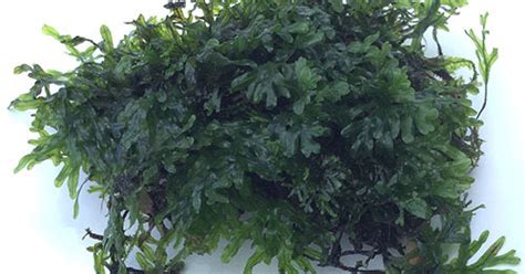 Buy Crepidomanes Malabaricum Bunch Live Aquarium Plant Online | AQUAStore