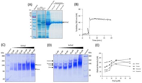 Biochemical Characterization of Escherichia coli FtsZ Protein Using ...