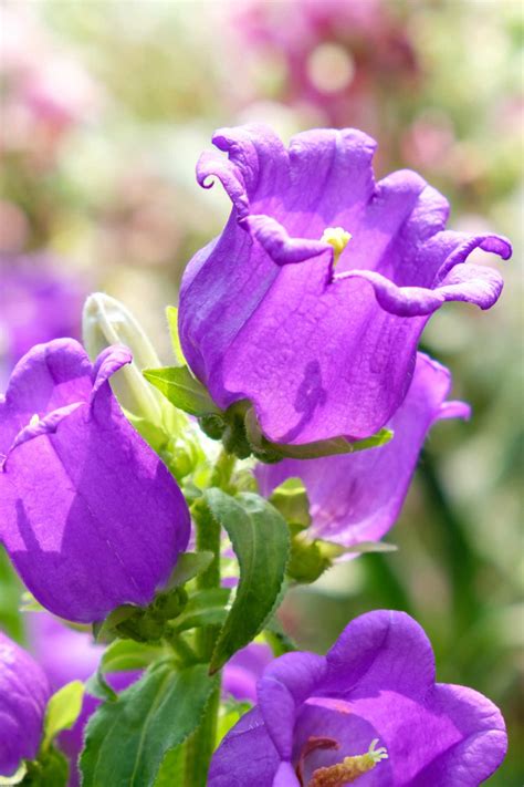 15 Gorgeous Bell Shaped Flowers For Your Garden - Sunny Home Gardens