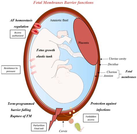 Oligohydramnios Pathophysiology