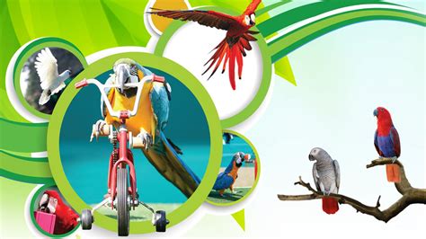 Dubai Dolphinarium - Creek Park Exotic Bird Show | Comedy Event in Dubai
