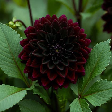Dahlia Black Fox i 2025 | Blommor, Tatueringsidéer