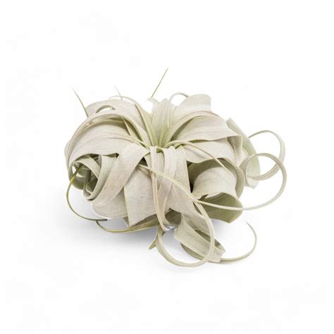 Tillandsia xerographica - Air Plant Online in India | Soiled