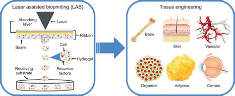 Tissue engineering Applications 的图像结果