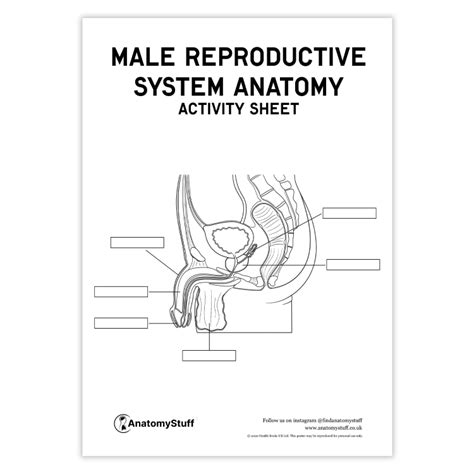Image result for Male Reproductive System in Humans