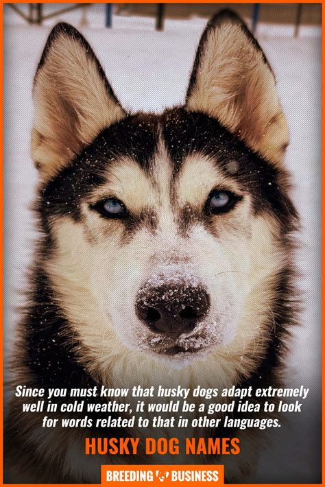 Husky Dog Names – Over 150 Siberian & Alaskan Names for Huskies!