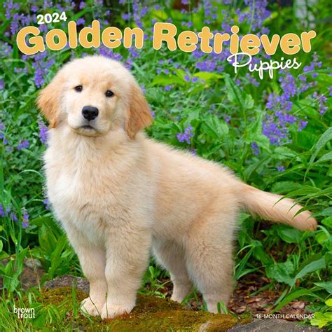 Golden Retriever Puppies 2024 Square : Amazon.in: Books