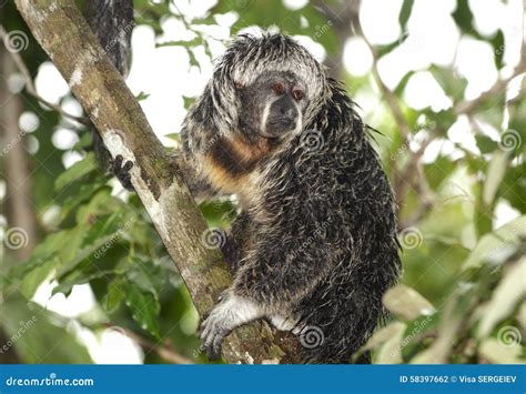 White-faced saki stock photo. Image of human, female - 58397662