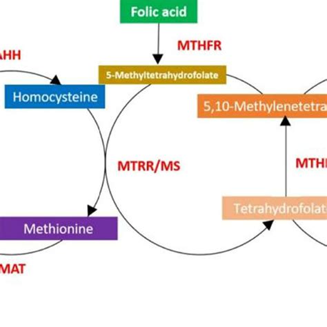 Image result for Folate DNA Synthesis
