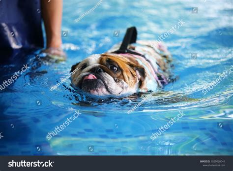 French Bulldog Swimming