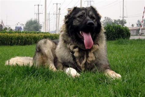 世界凶悍名犬排行榜 杜高犬上榜，第一原产于中国_排行榜123网