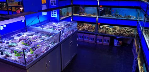 Blue Lagoon Aquatics | Tropical Aquariums, Pond, Cold Water Fish