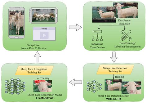 Robust Sheep Face Recognition in Complex Environments: A Hybrid ...