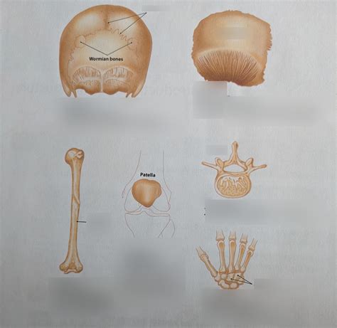 Image result for Human Bones Classification and Exaplain There Functions
