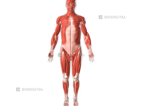Image result for Skeletal System Muscular System