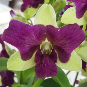 Deep Green Three Lips Orchids - Delight Members