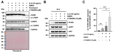Lipid-Independent Regulation of PLIN5 via IL-6 through the JAK/STAT3 ...