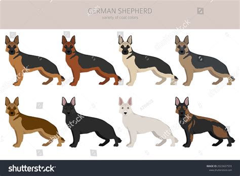 Types Of Alsatian Dogs | ppgbbe.intranet.biologia.ufrj.br