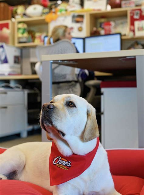 Raising Cane’s coming to Deer Park