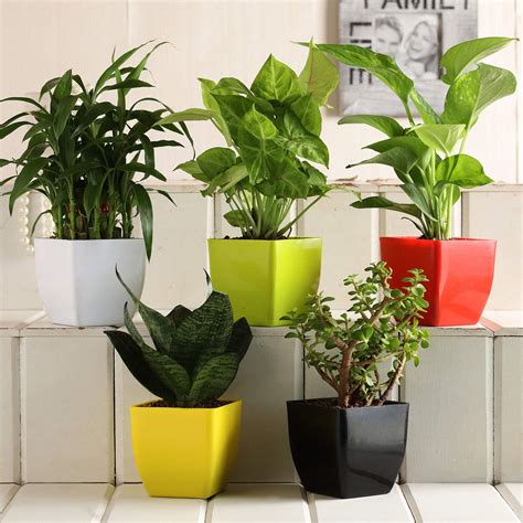 Ferns 'N' Petals Combo of 5 Airpurifying Plant Set : Amazon.in: Garden ...