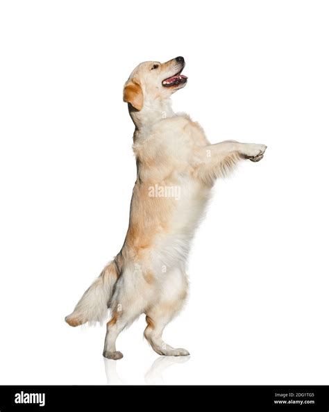 Cute golden retriever dancing, isolated over a white background Stock ...