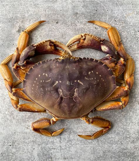 Live California Dungeness Crab, 1.5-2.5 lb. avg. - Buy at Regalis Foods