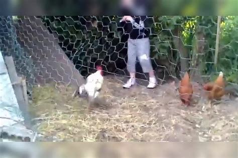 小男孩想抓母鸡，一旁的公鸡不乐意了，下一秒憋住别笑_公鸡_母鸡_小男孩