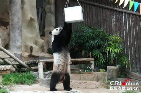 旅泰大熊猫“创创”突然离世 死亡原因有待确认-国际在线