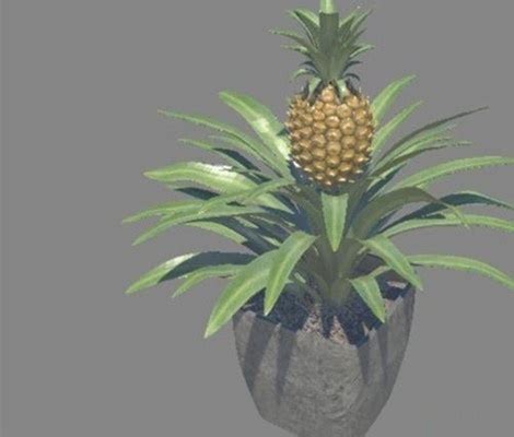 怎么在家种植一棵菠萝？最详细教程！_360新知
