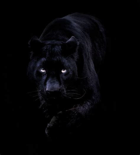 Black Panther Eyes Wallpapers - Top Free Black Panther Eyes Backgrounds ...