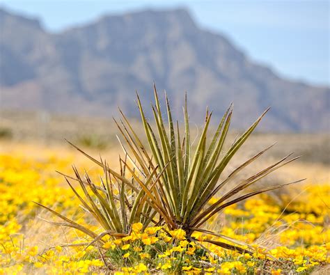 Plants In Desert