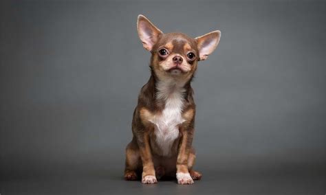 Do Chihuahuas Shed? - A-Z Animals