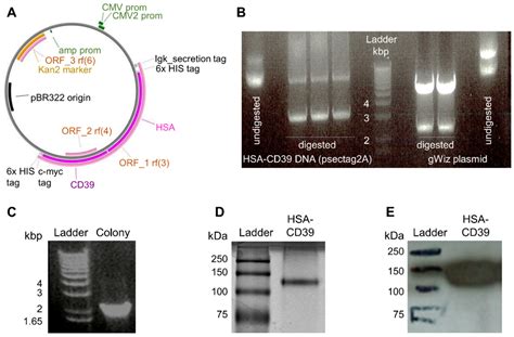 A Recombinant Fusion Construct between Human Serum Albumin and NTPDase ...