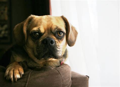 Why Is My Dog Shaking And Panting For No Reason