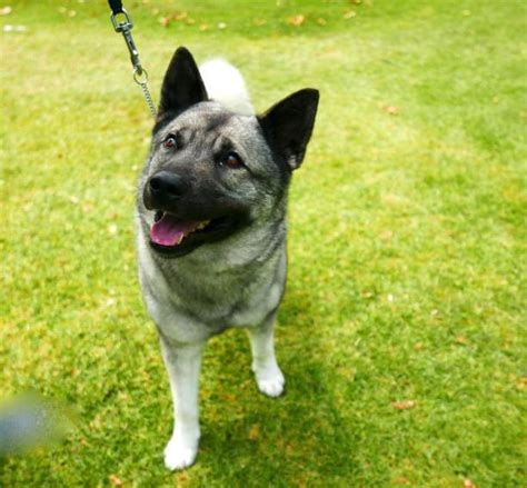 Norwegian Elkhound – GoofyTails