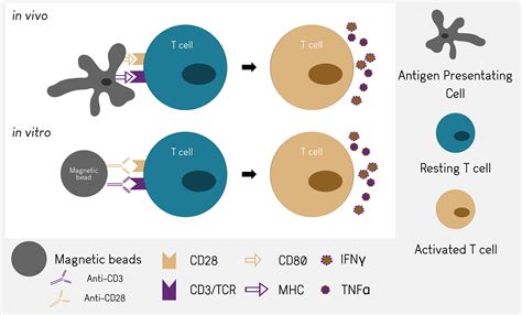 T Cell Activation: Mechanisms In Vivo And In Vitro