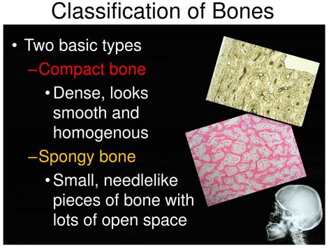 Image result for Bone Function