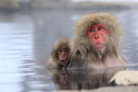 Japan Animals 的图像结果