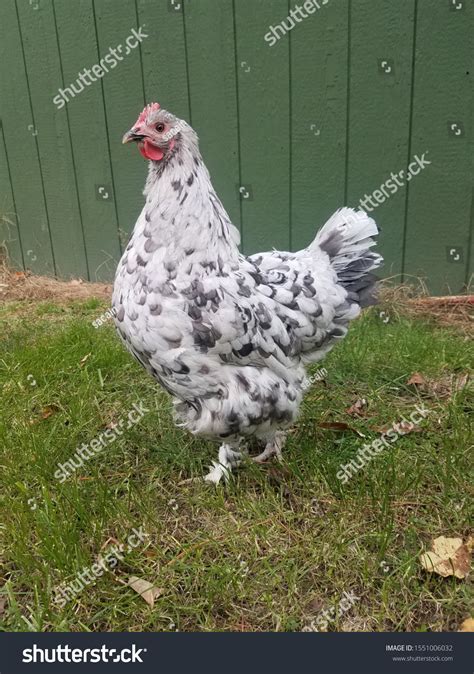 15 Blue Splash Marans Royalty-Free Images, Stock Photos & Pictures ...