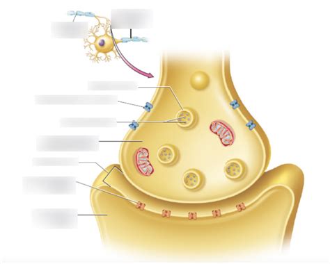 The Synapse Labeled 的图像结果