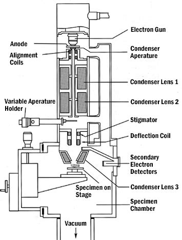 Image result for How Does a Scanning Electron Microscope Work Cochell