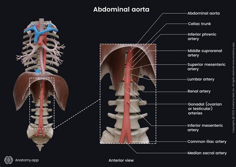 Aorta | Encyclopedia | Anatomy.app | Learn anatomy | 3D models ...
