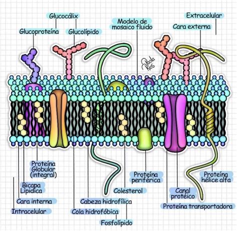 Pin de aida gomez en Actividades de enseñanza | Notas de biología ...