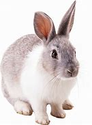 Image result for Wild Rabbit PNG