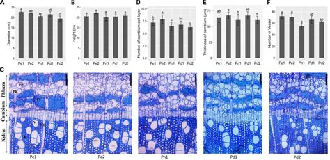Frontiers | Insights of Molecular Mechanism of Xylem Development in Five Black Poplar Cultivars