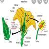 draw a few biological figure for class 12th CBSE board 2021 don't Spam ...