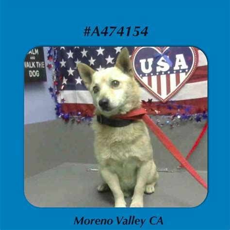 Pin on Urgent Animals in Need at Moreno Valley Animal Services in ...