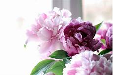 Peony Wallpaper by Pink Peony Wallpapers Wallpaper Cave Peony Wallpaper