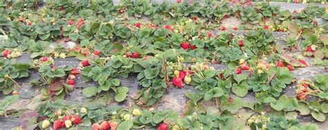 草莓一年结几次果 - 农敢网