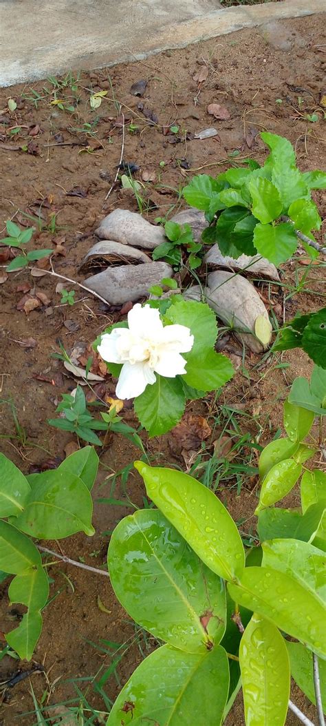 FUN NIGHT SIGIRIYA - Hostel Reviews & Photos - Tripadvisor